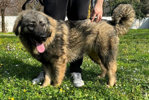 VIENNA CUCCIOLA PASTORE DEL CAUCASO Foto 2